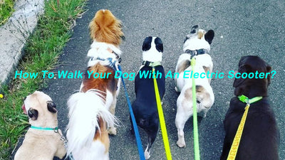 How To Walk Your Dog With An Electric Scooter?